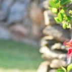 I fiori nel giardino