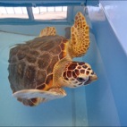 Una delle tartarughe caretta-caretta ricovorate presso il Crama