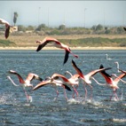 I fenicotteri rosa nello stagno di Pilo