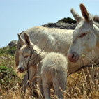 Gli asinelli dell'Asinara