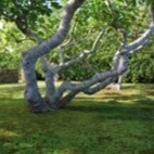 Il giardino segreto